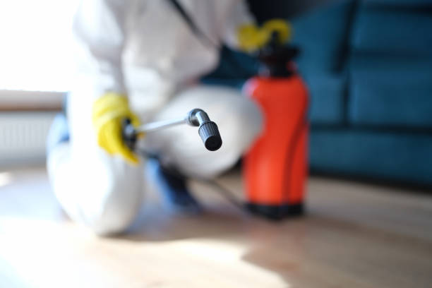 Best Basement Mold Removal  in Hyrum, UT