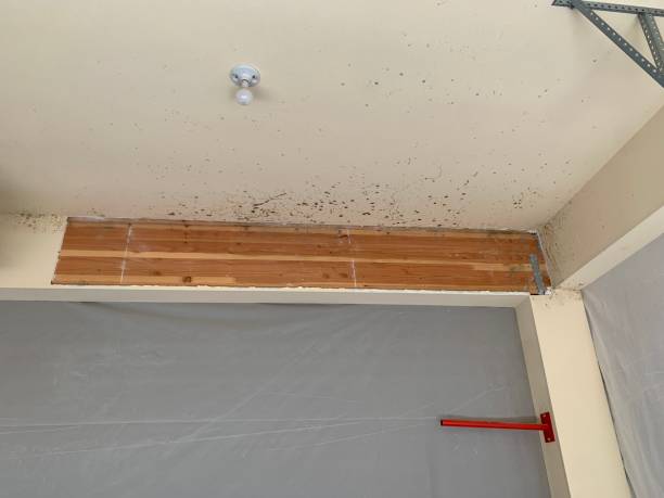Best Black Mold Removal  in Hyrum, UT