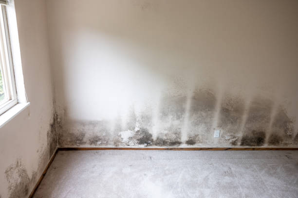 Best Mold Prevention Services  in Hyrum, UT