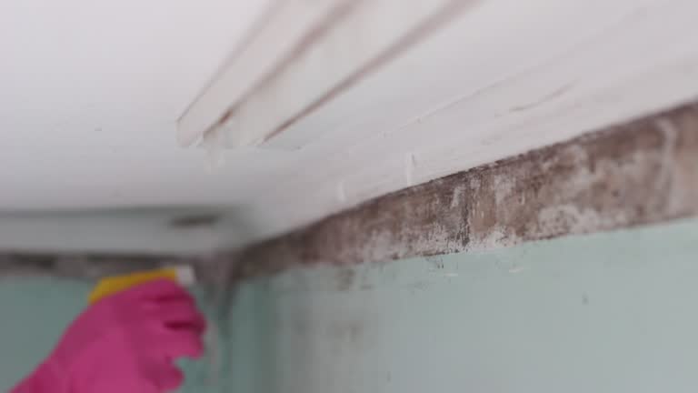 Best Industrial Mold Remediation  in Hyrum, UT